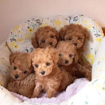 5 Filhotes de Poodle para Venda !!