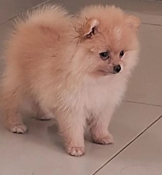 Filhote de Spitz Alemão