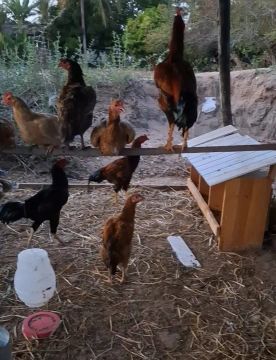 Frango Caipira