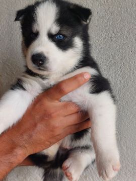 4 filhotes de husky siberiano 