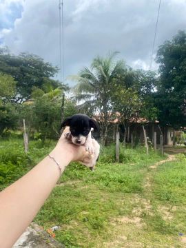 Pinsher machinho zero 