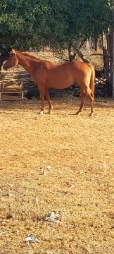 Cavalo Quarto de Milha - Animal de Alta Qualidade