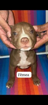 Vendo filhote de pit bull com pit monster 