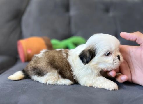 FILHOTES DE SHIH TZU PADRÃO DA RAÇA 