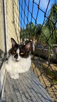 Doação de gatas