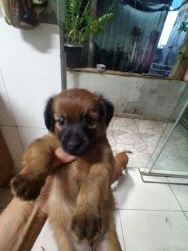 Filhote de pincher com basset 