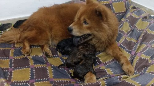 FILHOTES DE CHOW CHOW 