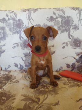 Filhote de Pinscher miniatura