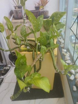 Vaso grande de cimento + planta comigo ninguem pode