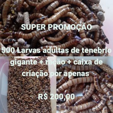 500 Larvas de Tenébrio Gigante + Ração + Caixa de Criação