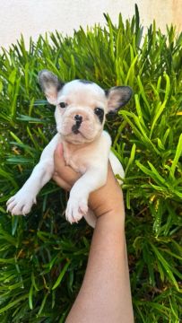  Bulldog Francês