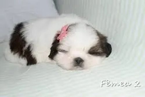 Barbie Shihtzu 