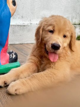 Filhotes Golden Retriever alto padrão 