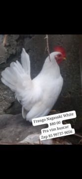 Frango Nagasaki White