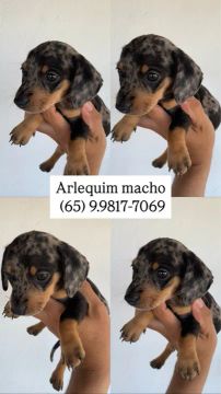 Arlequim macho 