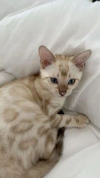 Gato Bengal de Pelagem Branca