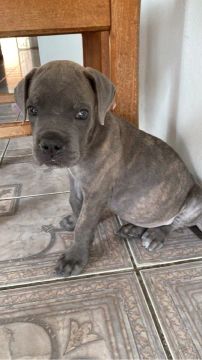 Cane corso
