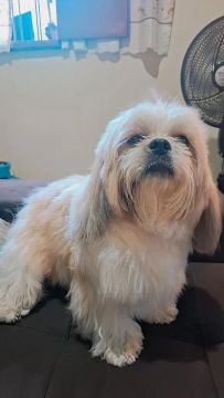  Estou procurando uma namorada pro meu cachorrinho ele e da raça Tzu 