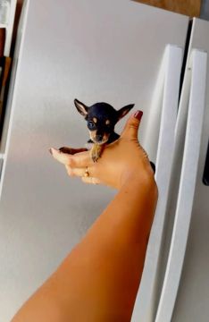 Pinscher Fêmea Zero
