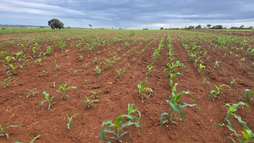 Linda chácara com 2 hectares 