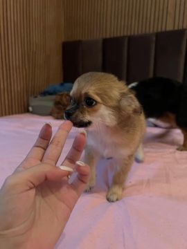 Chihuahua a venda 