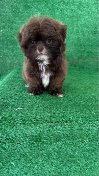 Shih tzu micro fêmea e macho 