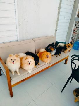 Lindos filhotes de Spitz Alemão