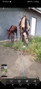 Egua com potro 