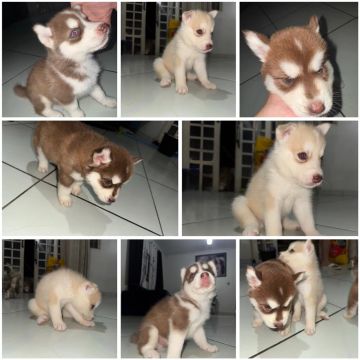 Filhotes de Husky Siberiano