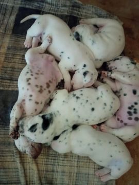 Filhotes Dálmata Lindos e Brincalhões
