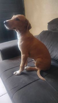 Filhote de cachorro disponível para adoção. Caramelo liiindo com 3 meses fone *05