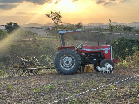Trator Massey Ferguson 265 Excelente !!