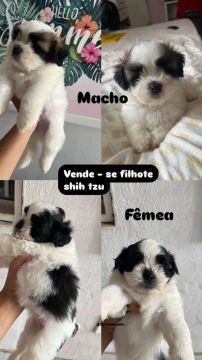 Filhotes Shih Tzu - Macho e Fêmea