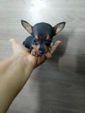PINCHER OOO MINIATURAS 