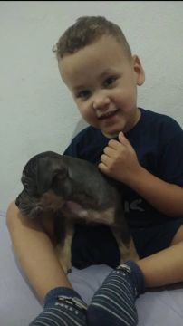 American bully micro  Tri blue