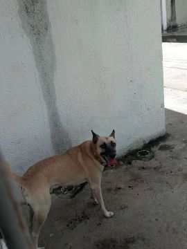 Cachorro caramelo de porte médio para adoção