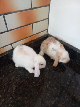 Mini lop 