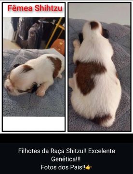 Filhote Shihtzu