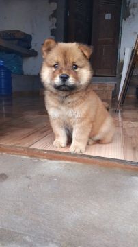 Filhote Chow Chow