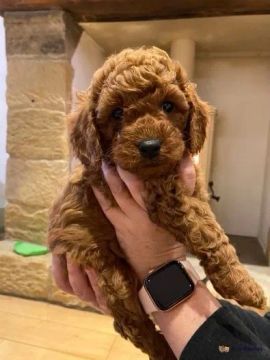 Filhote de Poodle Vermelho somente macho 