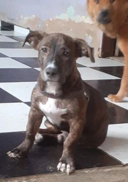 Rebaixada e parecendo salchicha, PITBULLcom MANETO