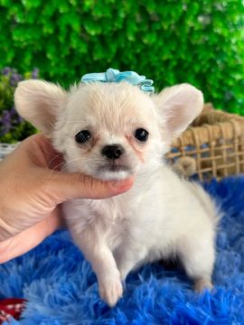chihuahua pêlo longo linda e carinhosa 