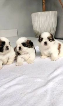  Filhotes Shih Tzu disponível SP 