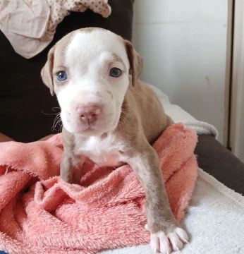 Filhote de Pitbull com olhos azuis