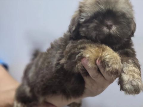 Filhote Shih Tzu Macho 