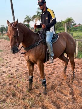 Cavalo QM PO- direita 