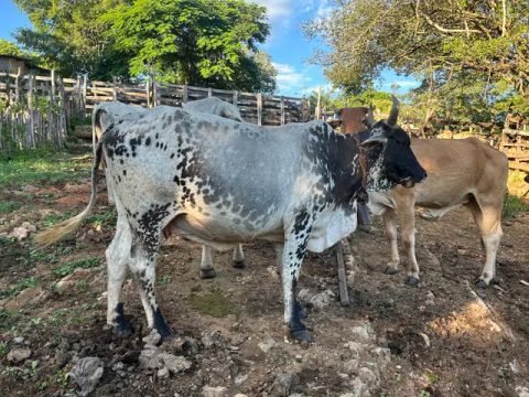 Vaca