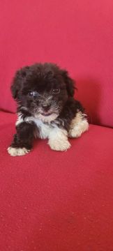 Vendo poodle 