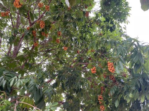 Sítio com uma tarefa e bastante fruteiras em Água Branca
