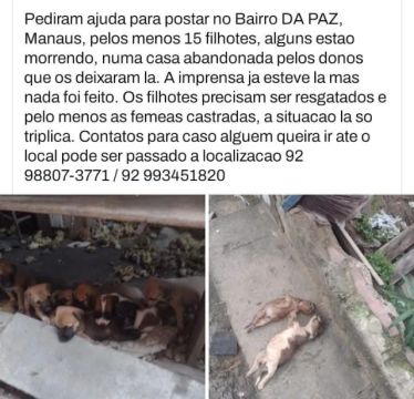 Cães e gatos para adoção responsável 